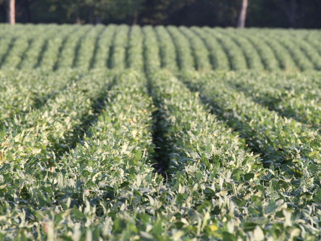 Soybeans look super this year. Whether or not the weather holds is the big question. (DTN photo by Pamela Smith)
